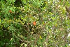 Punica granatum